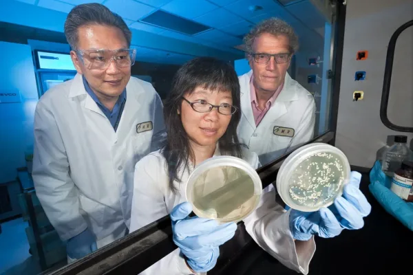 WHO Clarifies Global Health Outlook Amid Hantavirus Concerns