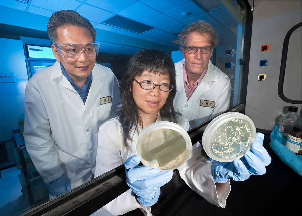 WHO Clarifies Global Health Outlook Amid Hantavirus Concerns