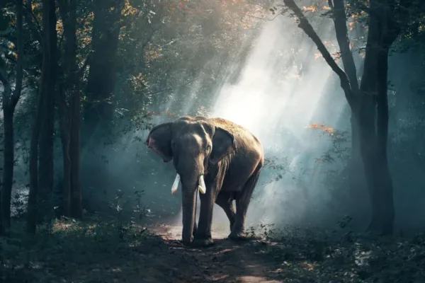Human-Wildlife Conflict Escalates in Kerala Following Fatal Elephant Encounter