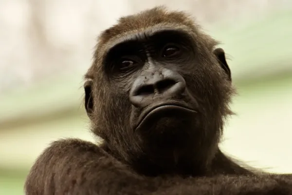 Nashville Zoo Launches Public Campaign to Block Adjacent Data Center Development