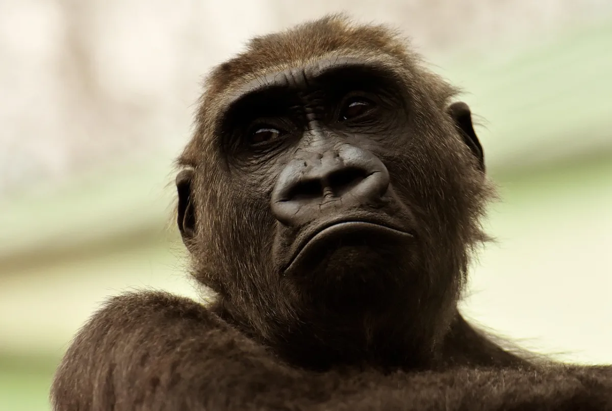Nashville Zoo Launches Public Campaign to Block Adjacent Data Center Development