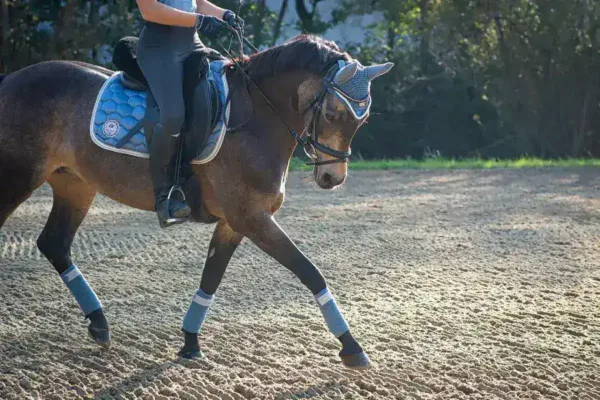 Pearl Star and Prokofiev: A New Standard in Equestrian Excellence