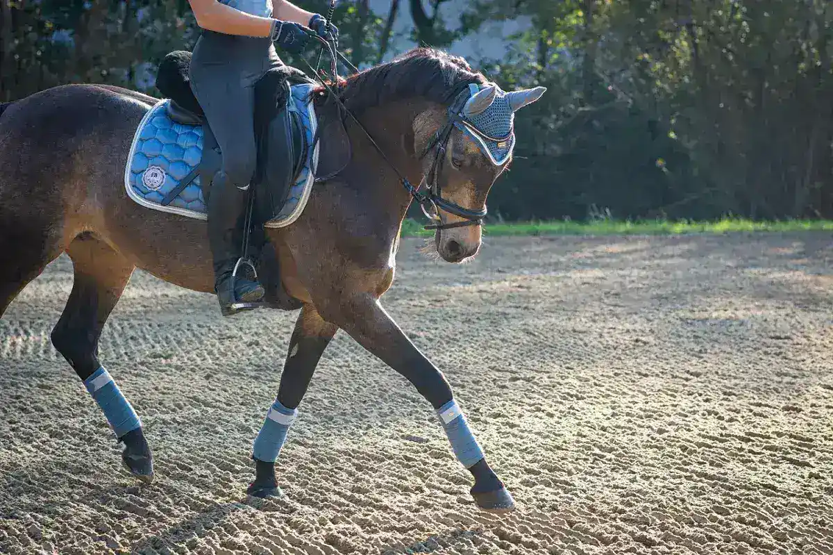 Pearl Star and Prokofiev: A New Standard in Equestrian Excellence