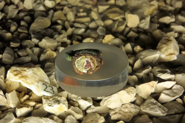 Rare Roman-Era Gold Ring Fetches Over $100,000 at Auction