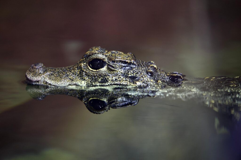 Rising Temperatures Linked to Surge in Alligator and Crocodile Attacks