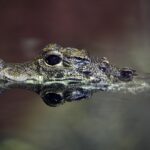 Rising Temperatures Linked to Surge in Alligator and Crocodile Attacks