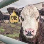 Screwworm Resurgence: Texas Confirms New Cases of Flesh-Eating Parasite