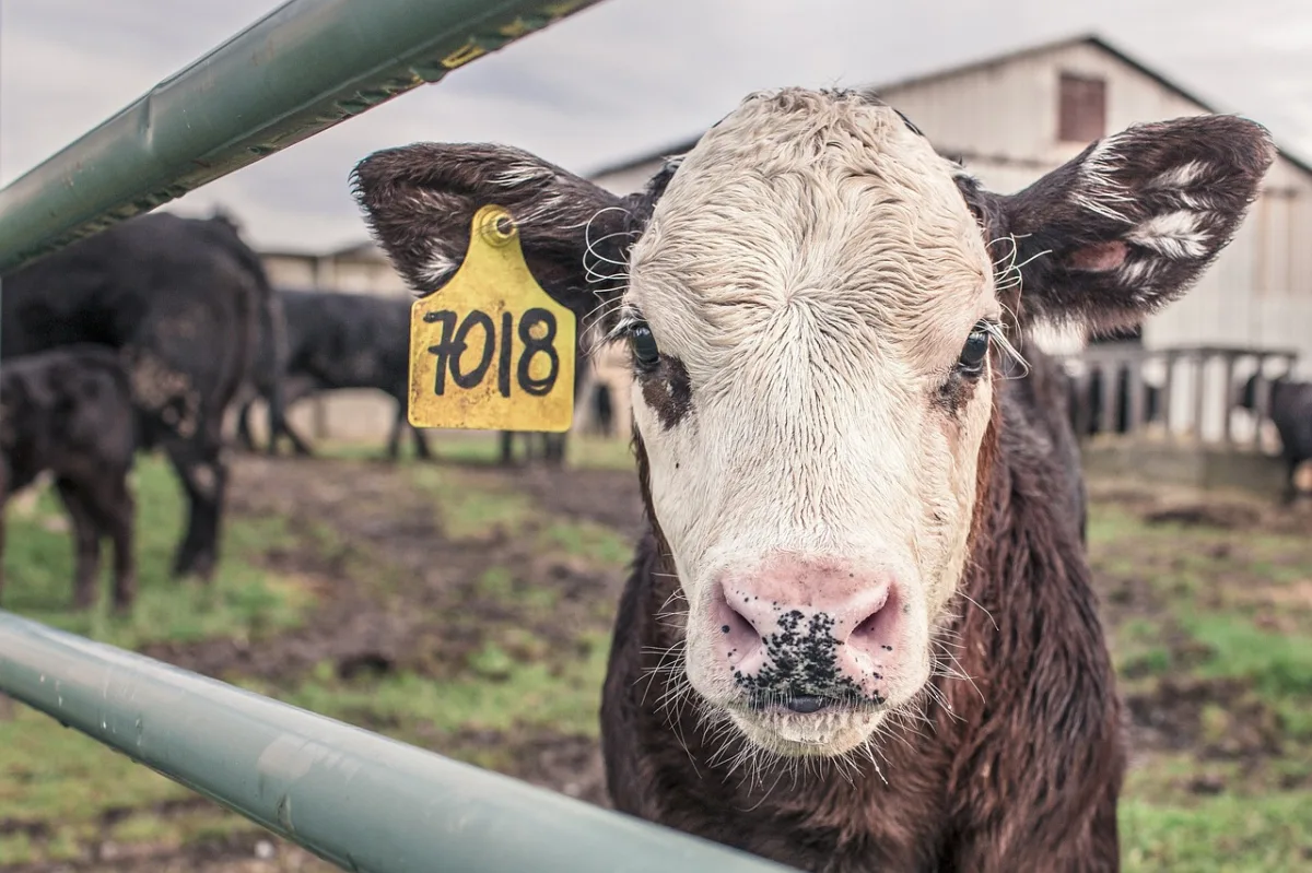 Screwworm Resurgence: Texas Confirms New Cases of Flesh-Eating Parasite