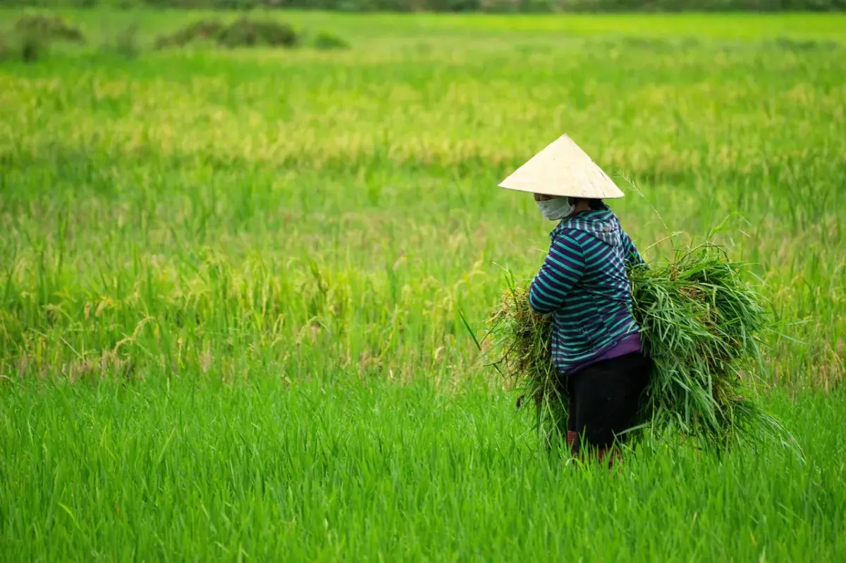 Tamil Nadu Government Announces ₹134.83 Crore Kuruvai Special Package to Support Paddy Farmers