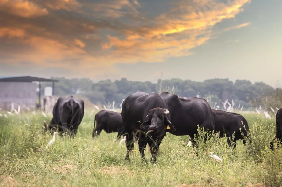 Texas Responds to Second Screwworm Case as USDA Scales Up Containment Efforts