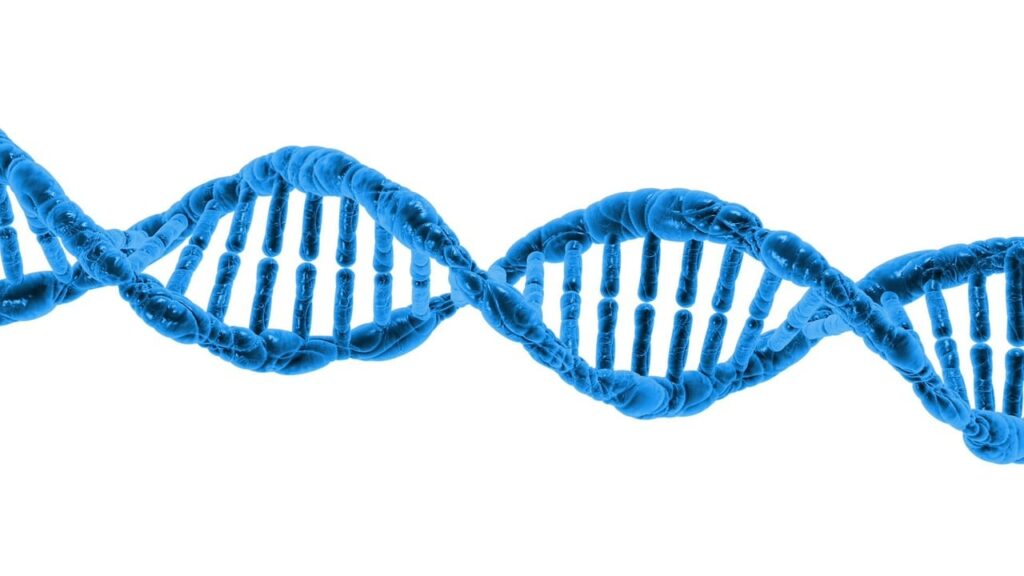 The Biological Blueprint: Decoding the Factors That Determine Human Height
