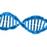 The Biological Blueprint: Decoding the Factors That Determine Human Height