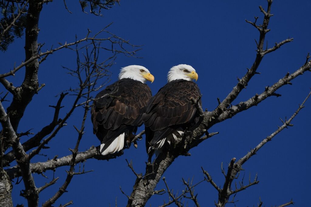 The Enduring Legacy of the American Bald Eagle