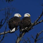 The Enduring Legacy of the American Bald Eagle