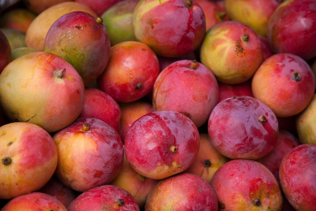 The Heirloom Harvest: South Indian Mango Farmers Reveal Their Prized Varieties