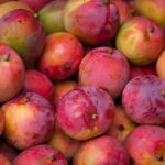 The Heirloom Harvest: South Indian Mango Farmers Reveal Their Prized Varieties