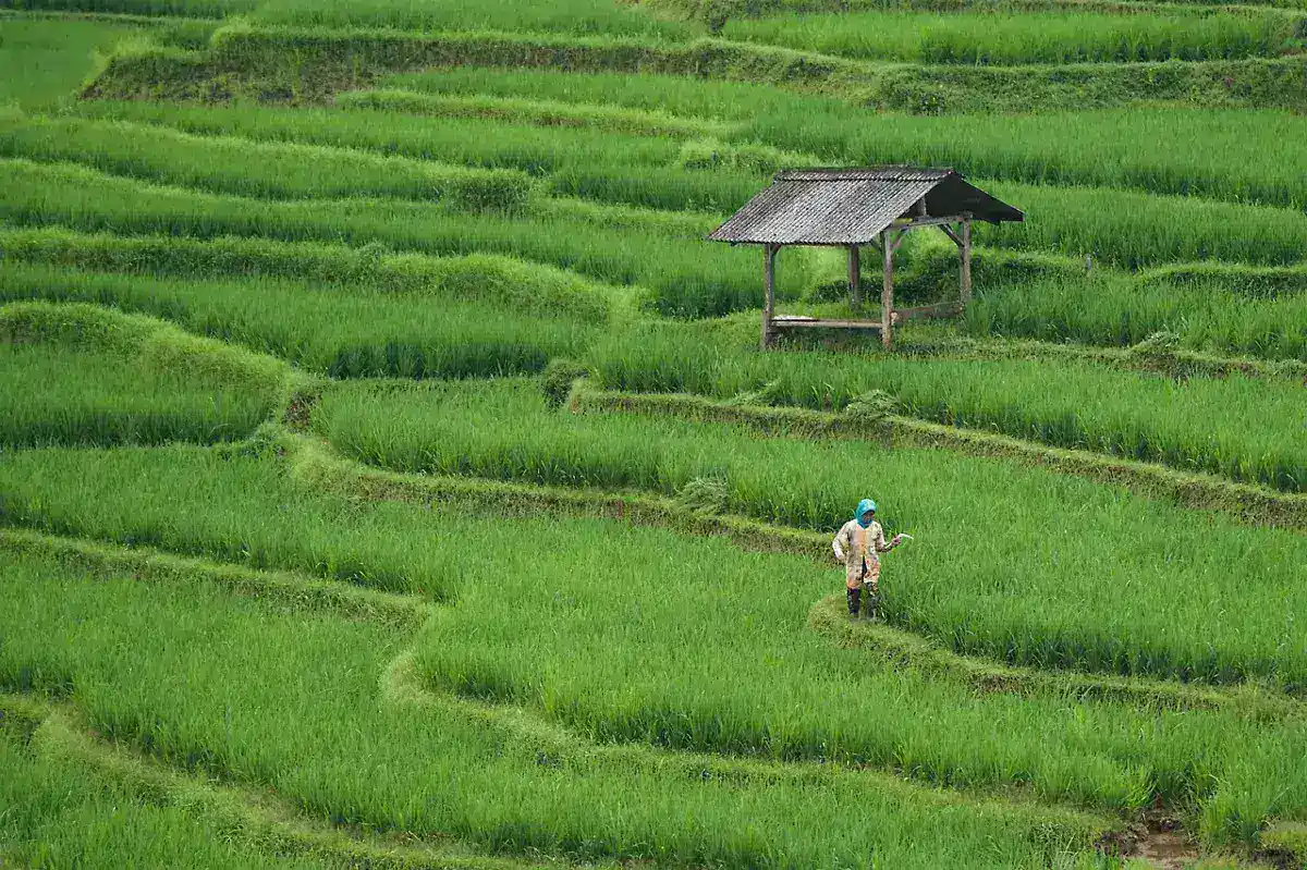 The Pulse of India: Why the Kerala Monsoon Onset Dictates National Stability