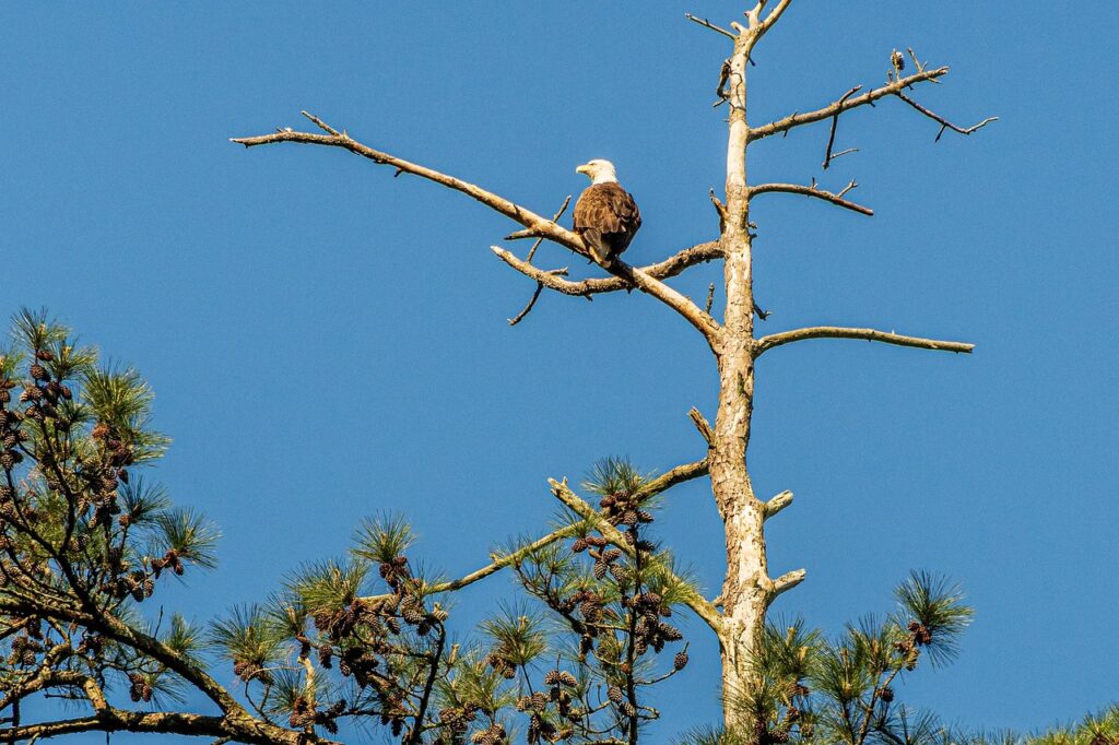 The Resilient Return: Bald Eagles Reclaim Their Status as American Icons