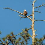 The Resilient Return: Bald Eagles Reclaim Their Status as American Icons