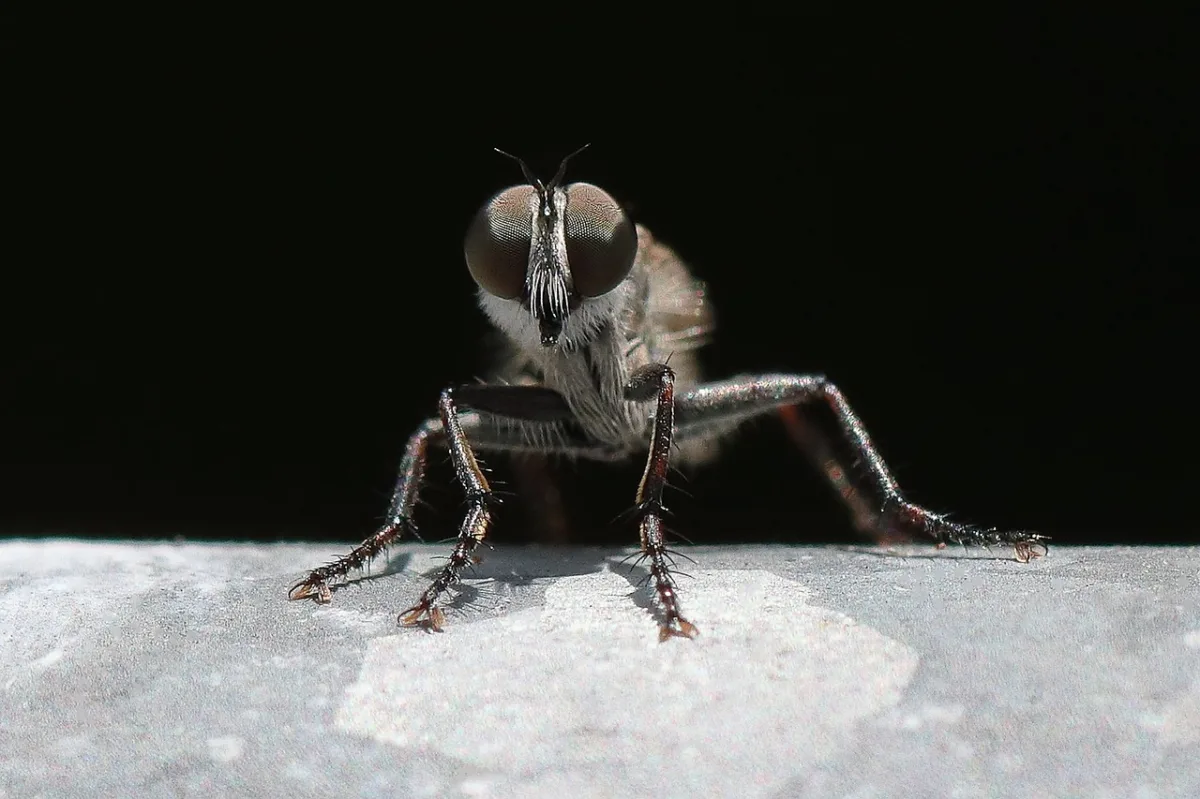 The Resurgence of the New World Screwworm: A Renewed Fight for U.S. Biosecurity
