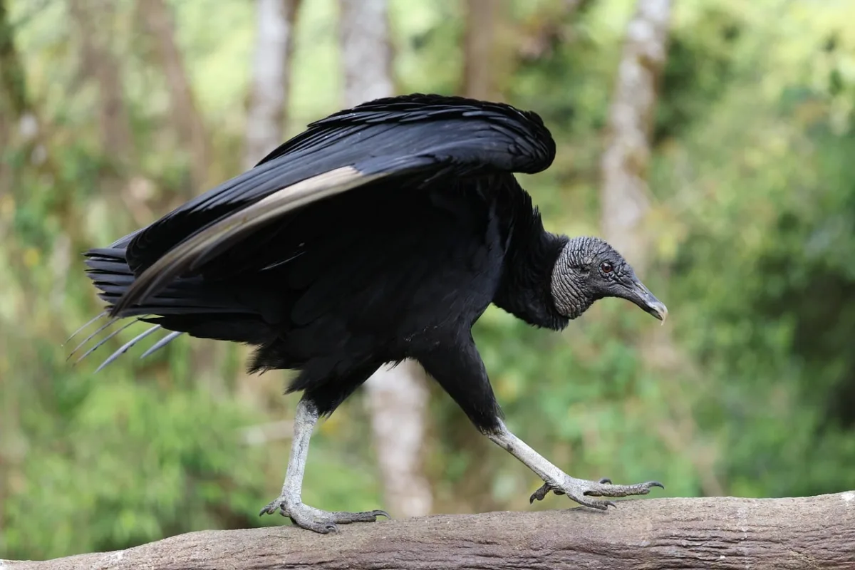 Tripura to Establish Dedicated Vulture Conservation Colony to Combat Population Decline
