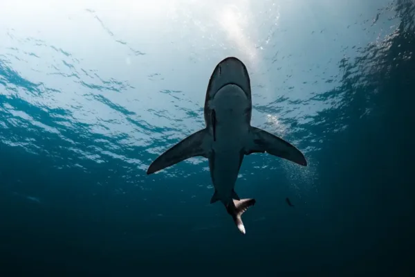 Trump Administration Retires Critical Deep-Sea Ocean Monitoring Network