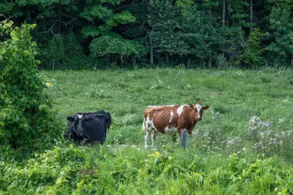 Trump Targets Wisconsin Rural Voters Amid Tariff and Economic Concerns
