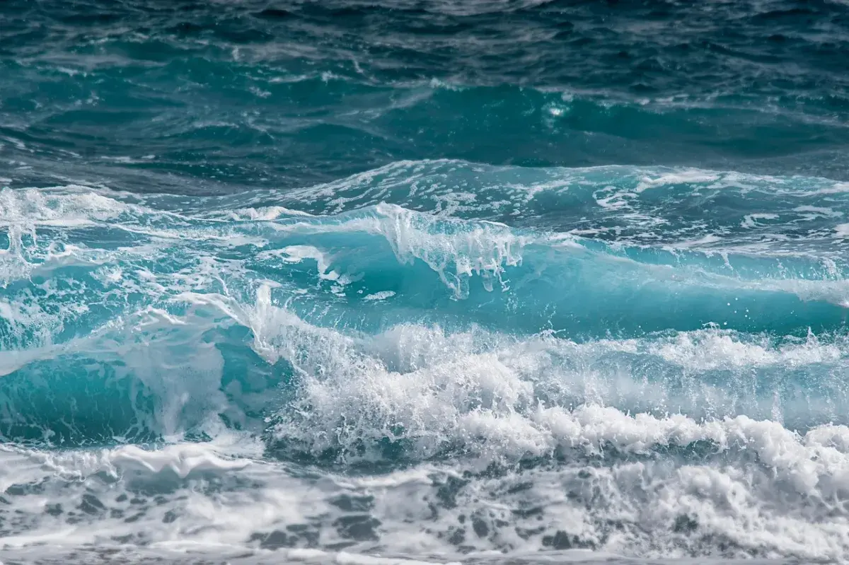 U.S. Navy Employee Critically Injured in Rare Shark Attack at Panama City Base