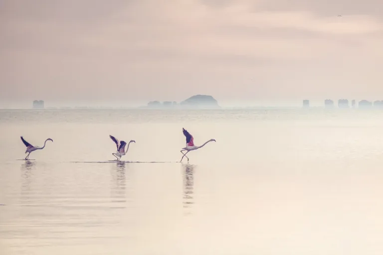 Venice Wetlands Restoration Triggers Record Flamingo Population Surge