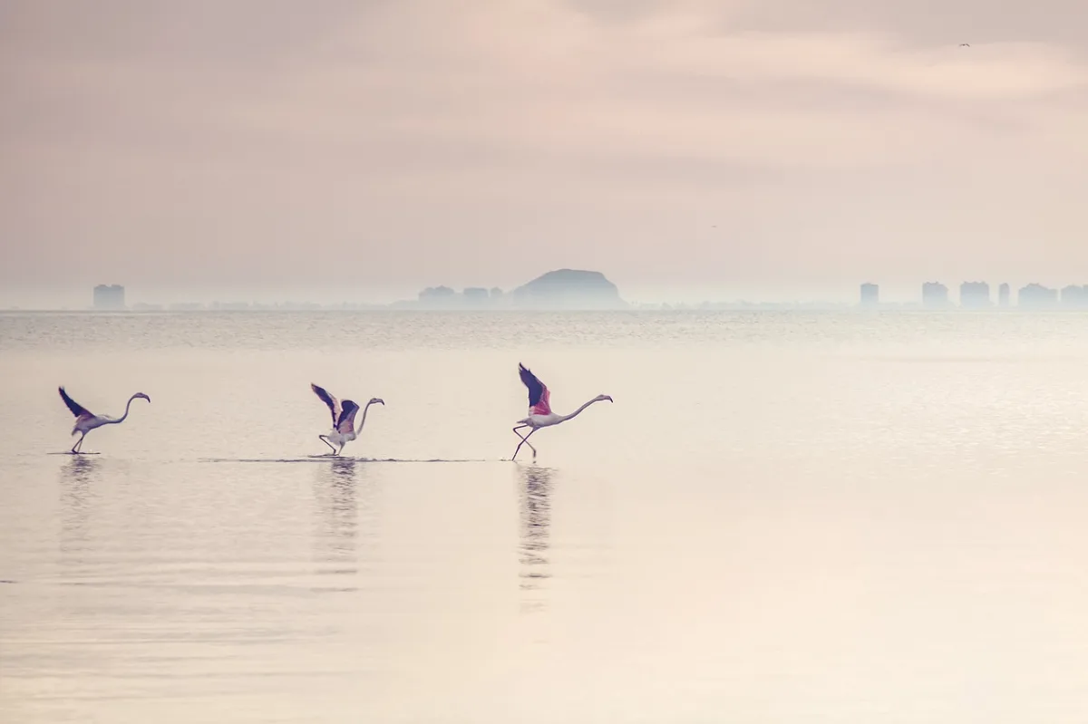 Venice Wetlands Restoration Triggers Record Flamingo Population Surge