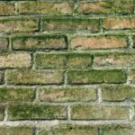 Are You Underestimating Mold-Related Illness? What U.S. Study Says
