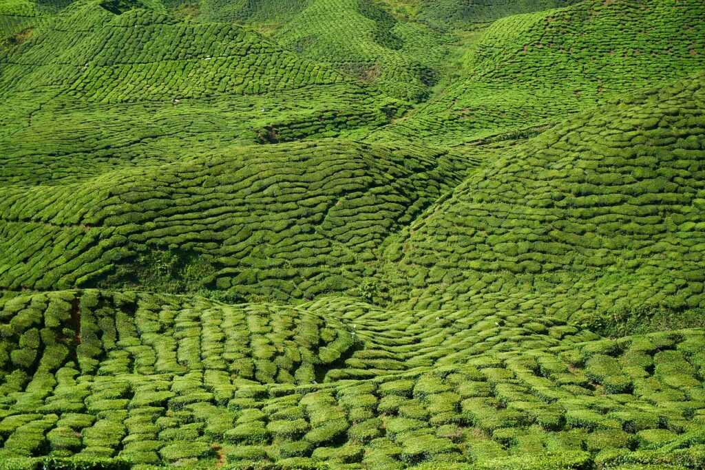 Assam's Tea Tourism Surges as Amchong Estate Launches Immersive Leaf-to-Cup Experiences near Guwahati