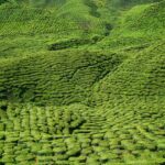 Assam's Tea Tourism Surges as Amchong Estate Launches Immersive Leaf-to-Cup Experiences near Guwahati