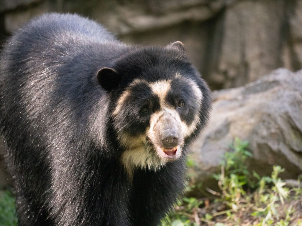 Drought Forces Black Bears into Urban Hazards as New Mexico Incident Highlights Climate Pressures