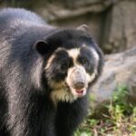 Drought Forces Black Bears into Urban Hazards as New Mexico Incident Highlights Climate Pressures