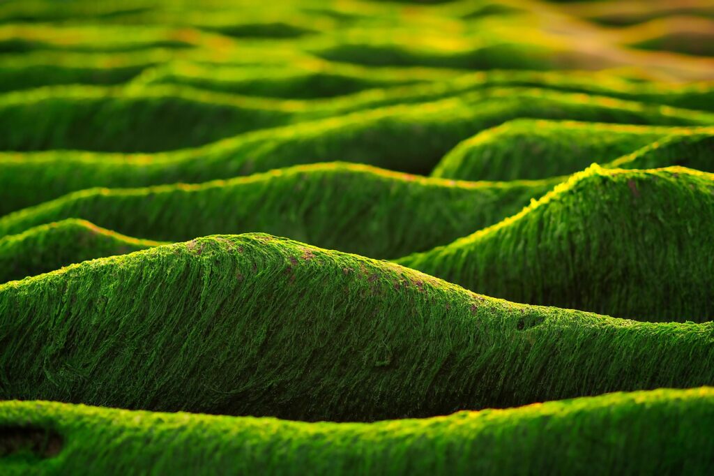 E Pluribus Algae: The Future of Sustainable Bio-Infrastructure