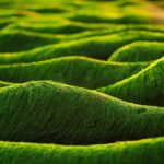 E Pluribus Algae: The Future of Sustainable Bio-Infrastructure