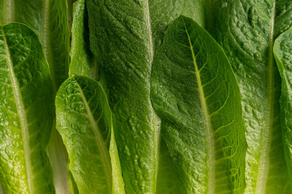 FDA Clears Taylor Farms Lettuce After False Positive for Cyclospora Parasite