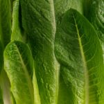 FDA Clears Taylor Farms Lettuce After False Positive for Cyclospora Parasite