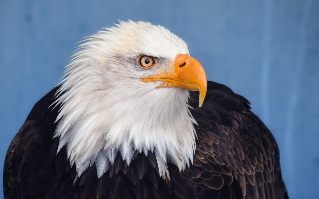 Famed California Bald Eagle Jackie Recovering After Violent Territorial Attack