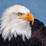 Famed California Bald Eagle Jackie Recovering After Violent Territorial Attack