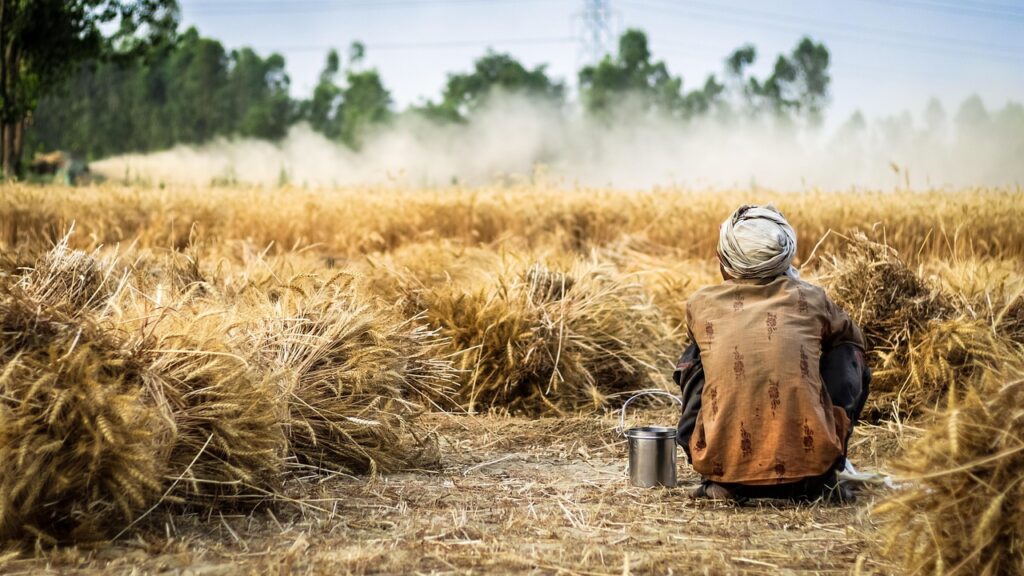 From Roadside Stalls to Global Markets: The Rise of Meghalaya's Organic Farmers