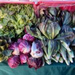Lettuce and Salad Greens Identified as Primary Suspects in Massive Cyclospora Outbreak