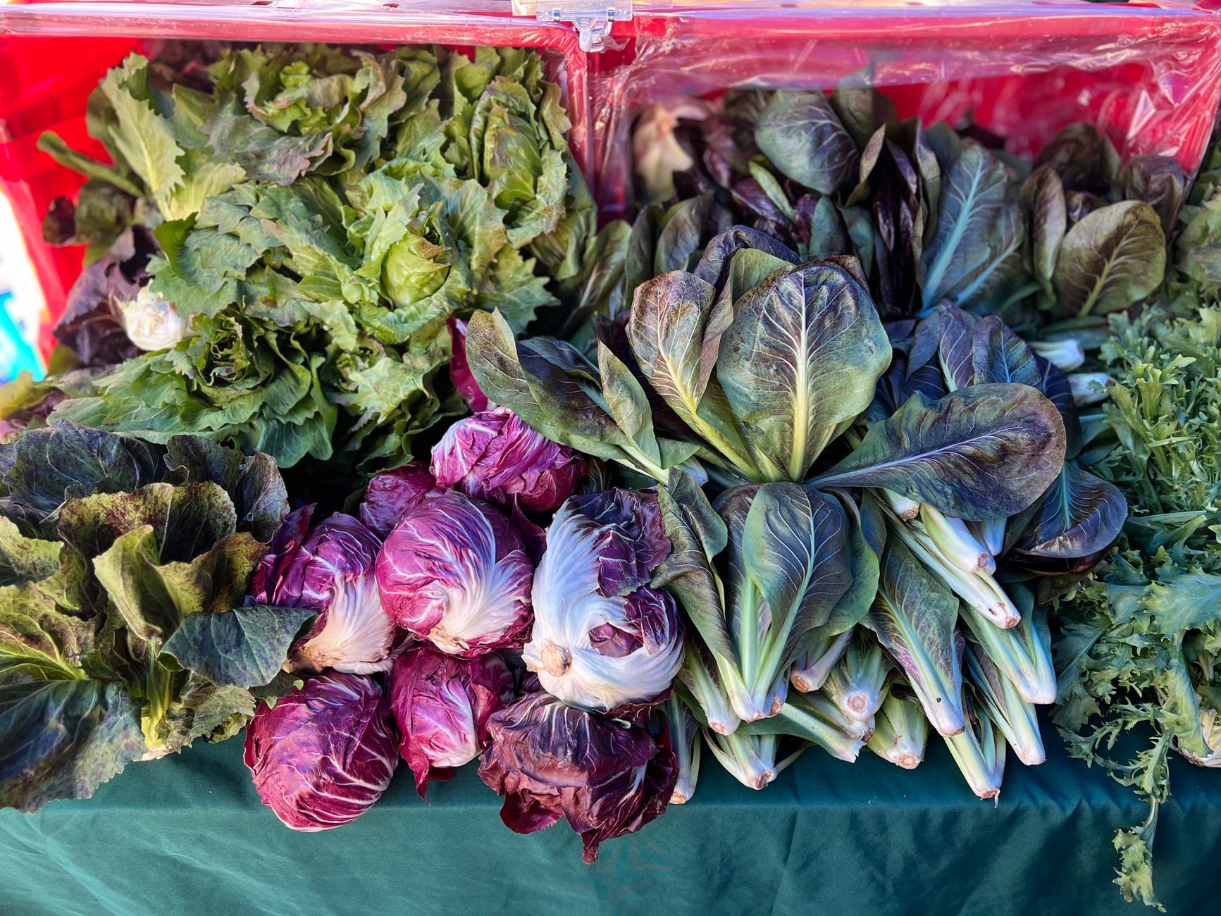 Lettuce and Salad Greens Identified as Primary Suspects in Massive Cyclospora Outbreak