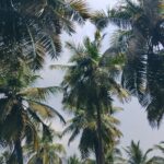 Lives Among The Palms: How Ramanathapuram's Youth Are Redefining Documentary Photography