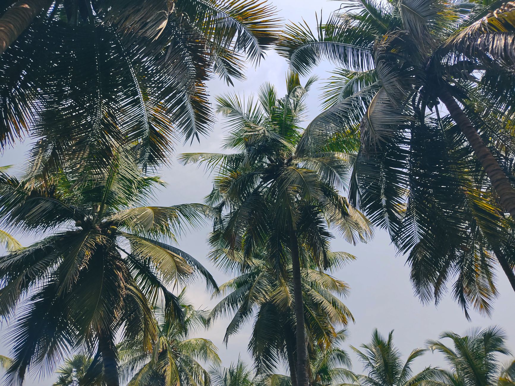 Lives Among The Palms: How Ramanathapuram's Youth Are Redefining Documentary Photography