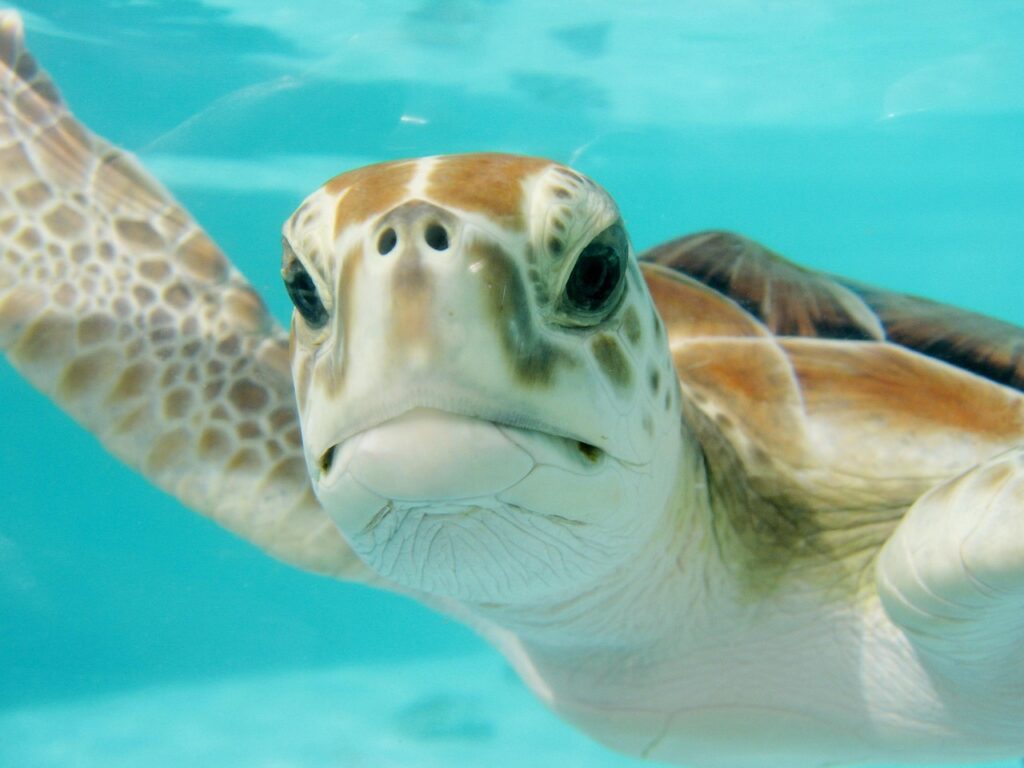 Mauritius Resorts Pivot to Conservation Management to Preserve Island Ecosystems