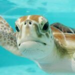 Mauritius Resorts Pivot to Conservation Management to Preserve Island Ecosystems
