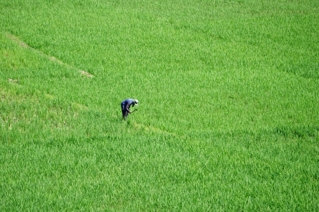 Rize Secures $31 Million Series B to Combat Rice Farming's Massive Carbon Footprint