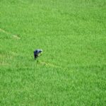 Rize Secures $31 Million Series B to Combat Rice Farming's Massive Carbon Footprint